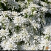 Eryngium alpinum -- Alpen-Mannstreu